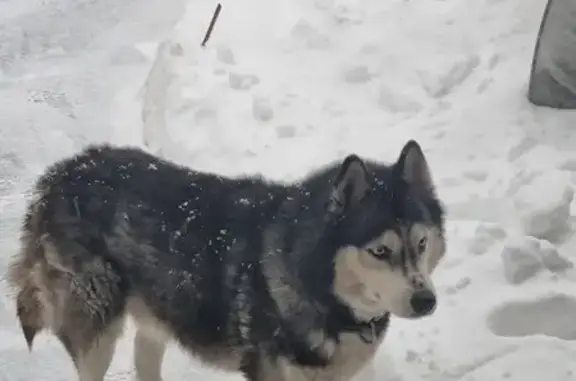 Найдена собака, Монино, фото: Хаски найден в рп Монино, МО
