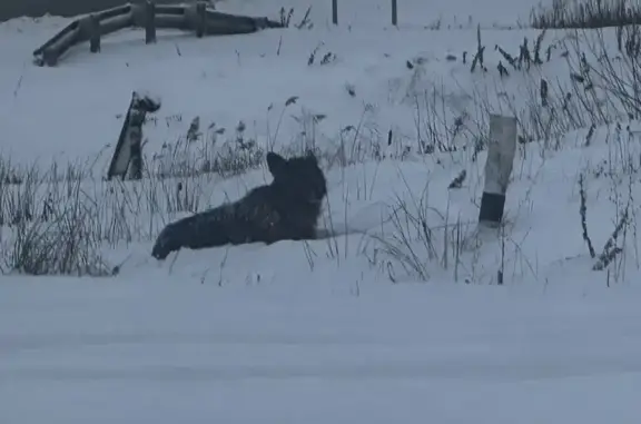 Овчарки у светофора, ММК, МО