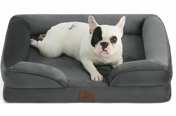 Потерянные животные Москва, фото: Пропала кошка на Братской улице, Москва