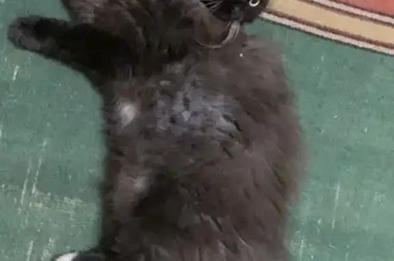 Кошки потеряшки, , фото: Потеряшка котик Маркиз, Р142 Товарковский