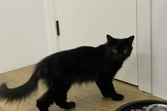 Найдена черная кошка, СПб ул. 136 к1