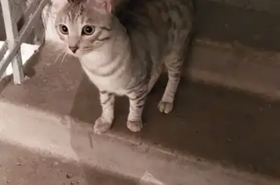 Найдена кошка, Челябинск, фото: Кошка найдена, пр. Ленина, 23Б, Челябинск