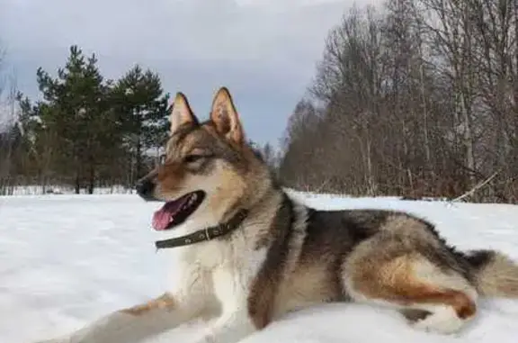 Пропала собака, 58К-346, Псковская обл.