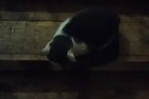 Найдена кошка, Стрелецкое, фото: Кошка найдена: ул. Королёва, 38, Стрелецкое