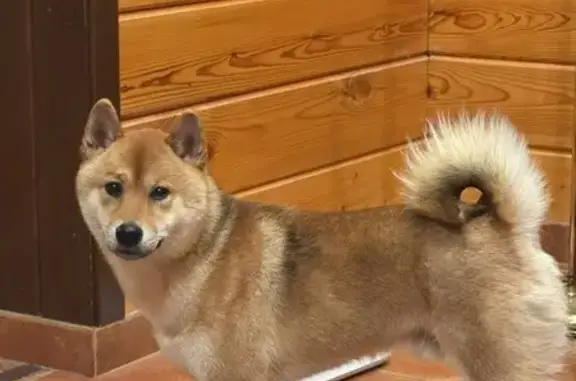 Собака найдена: Московская обл.