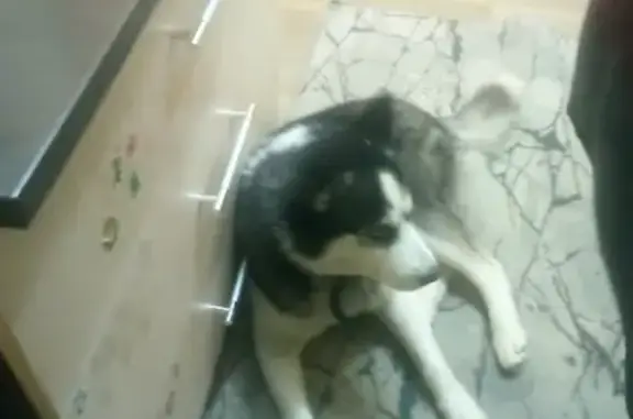 Найденные животные Красный Бор, фото: Хаски найдена: Мирная ул., 2, Ярославль