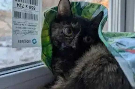 Кошки потеряшки, Красноярск, фото: Потеряшка кошка, ул. Ленина 155, Красноярск