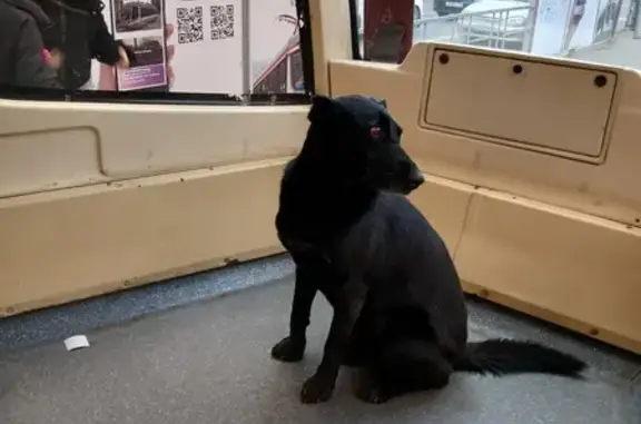 Найдена собака, Краснодар, фото: Собака найдена: Московская ул., 140Б, Крдр