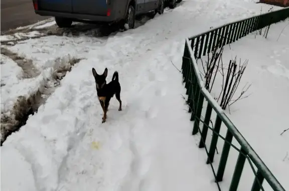 Собака найдена у Оптический пр., 16, Красногорск