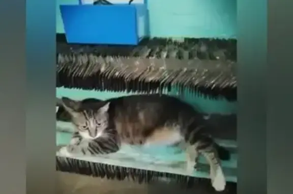 Кошка найдена на ул. Ньютона, Ярославль