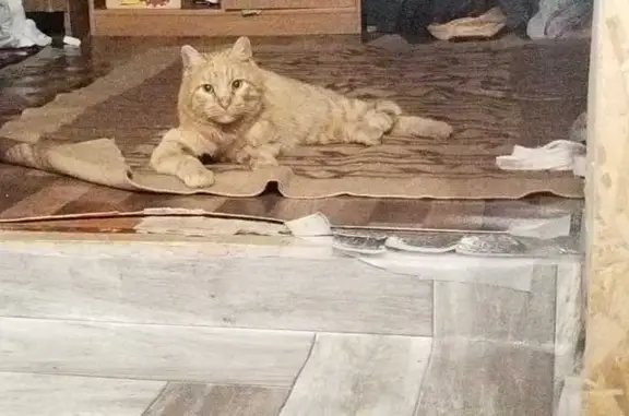 Найдена кошка, , фото: Найден рыжий кот, ул. Мира, 32