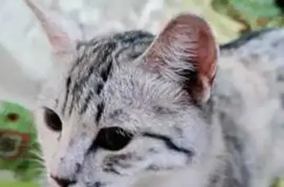 Кошки потеряшки, Нарьян-Мар, фото: Потеряшка кошка, ул. Ленина, 46, Нарьян-Мар