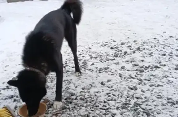 Найдена собака, Шуйское, фото: Найдены лайки, Энергетик, Карелия