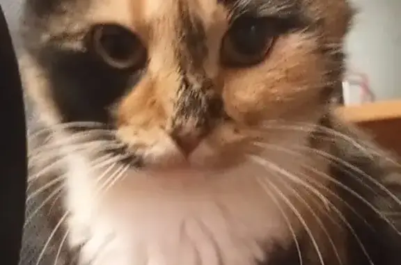 Кошки потеряшки, Торжок, фото: Потеряшка кошка, Луговая 14, Торжок