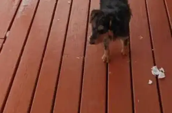 Найдена собака, , фото: Собака найдена в Тверской области