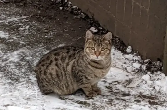 Кошка найдена: ул. Тимошенко, 7, Москва