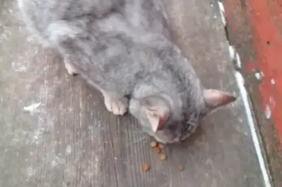 Найдена кошка, , фото: Кошка найдена: пр. Революции, Семёно-Александровка