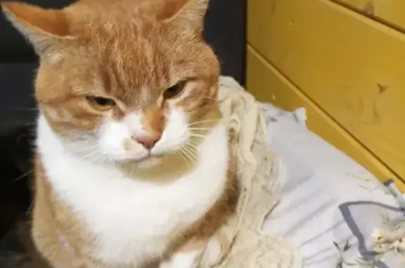 Найдена кошка, , фото: Кошка найдена: Шоссейная ул, 8, Лукино