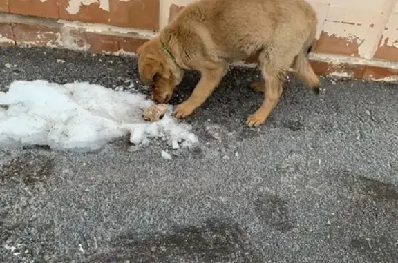 Собака у 4 больницы, Светлая ул., Пенза