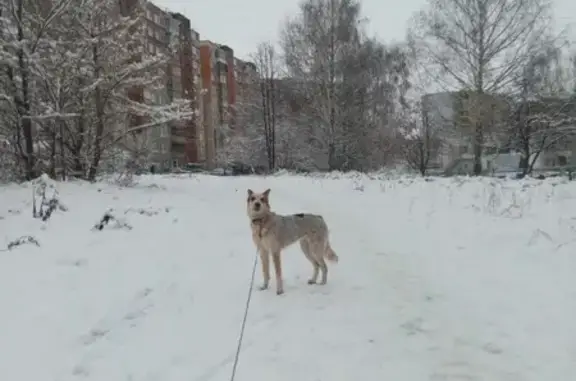 Пропала собака, Горная ул. 14, Саранск