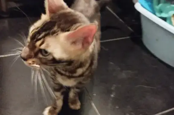 Котик найден на Виктора Уса 7, Новосибирск