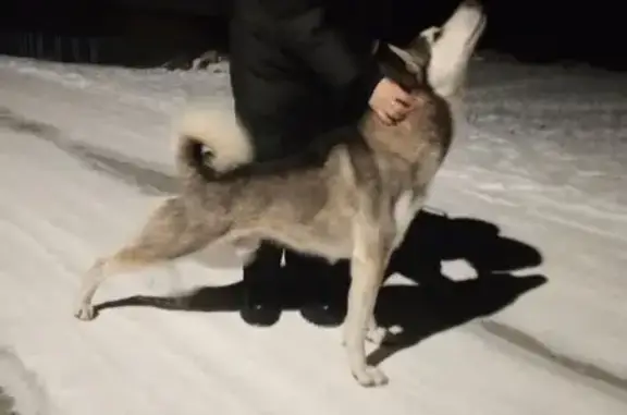 Найдена собака, , фото: Хаски найден в Мерясовском с/с, Башкортостан