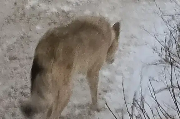 Собака найдена, Ю. Фучика 14В, Казань