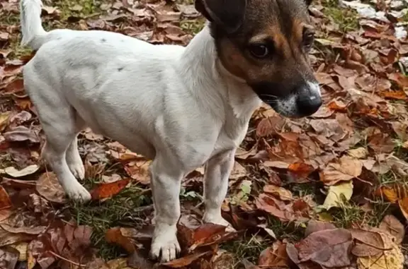 Объявления о пропавших и найденных животных, Бережковское, фото: Пропала собака, 41К-022, Бережковское СП