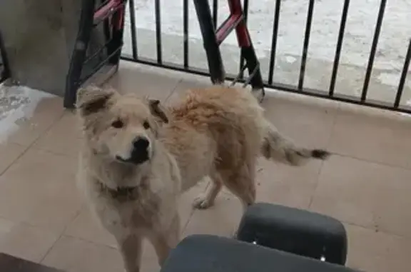 Рыжая собака найдена, Крестьянская ул.