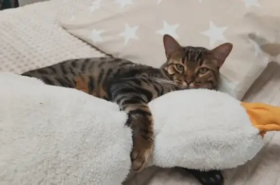 Кошки потеряшки, Новый Уренгой, фото: Потеряшка кошка, Светлая ул., 7, Новый Уренгой