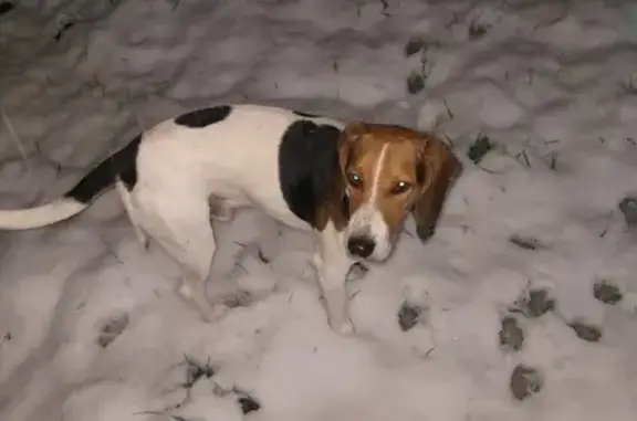 Собаки потеряшки, Тверская, фото: Потеряшка собака, Центральная ул. 21, Тверь