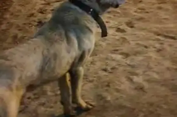 Найдена собака, Пенза, фото: Собака найдена: Ново-Казанская, 8Б