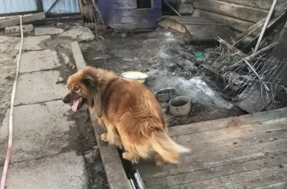 Собаки потеряшки, Ижевск, фото: Потеряшка собака, Динамовская ул., 110