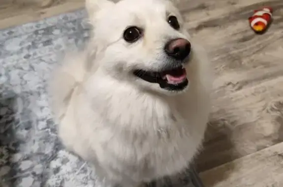 Найдена собака, , фото: Найдена собака, Стерлитамак, Башкортостан