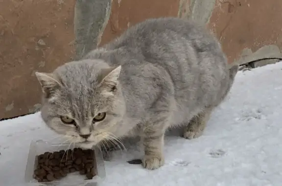 Кот найден: Родниковая ул., Новокуйбышевск