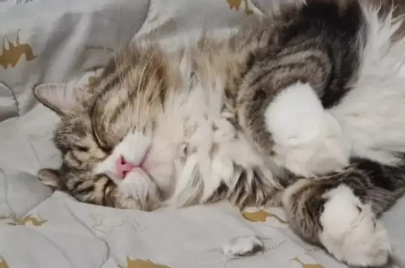 Кошки потеряшки, Ханты-Мансийск, фото: Потеряшка кот, Сот 