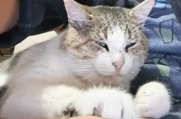 Кошки потеряшки, Смышляевка, фото: Потеряшка кот: ул. Нестора Постникова, 2