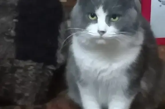 Найдена кошка, Заокский, фото: Кошка найдена, ул. Поленова 17, Заокский
