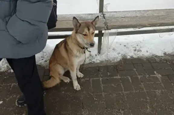 Найдена собака на ул. Кузбасская, Н. Новгород