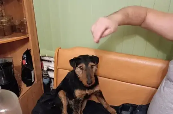 Собака найдена: Советская ул., Залужное