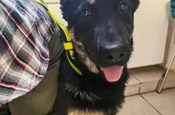 Собаки потеряшки, Московская область, фото: Потеряшка собака, Сиреневая ул., МО