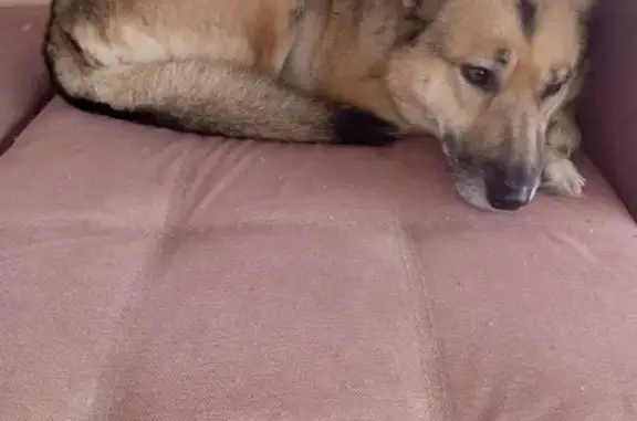 Найдена собака, Борки, фото: Собака найдена: Промышленная ул., Борки