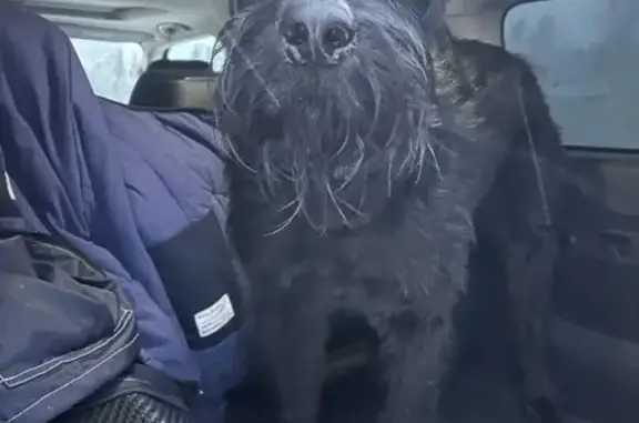 Найдена собака, Нурлино, фото: Большая черная собака у 