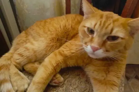 Найденные животные Пенза, фото: Кот найден на ул. 8 Марта, 17, Пенза