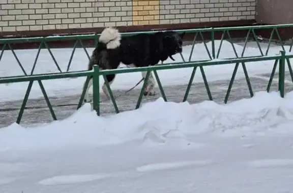 Найденные животные Казань, фото: Собака найдена на ул. Акад. Глушко, Казань