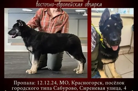 Собаки потеряшки, Сабурово, фото: Потеряшка собака, Сиреневая ул., 4