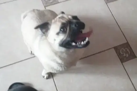 Найдена собака, Кропоткин, фото: Мопсик найдена, 4-й Полевой проезд, 2