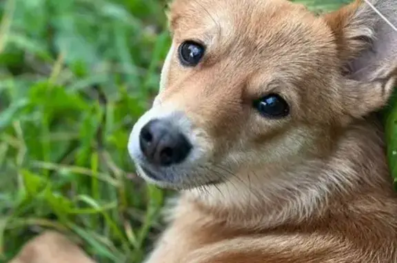 Пропала собака на ул. Халтурина, 3, Королёв