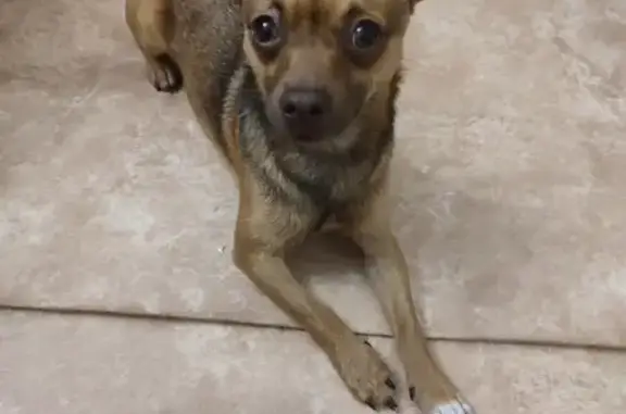 Собаки потеряшки, Баландинское, фото: Потеряшка собака, ул. Строителей, 20А