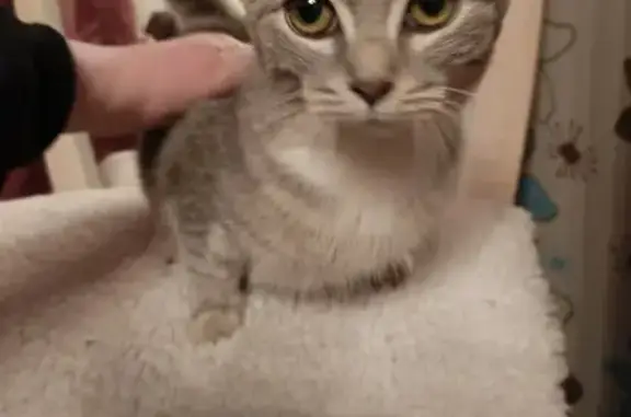 Найдена кошка, , фото: Кошка найдена: Комсомольская 113